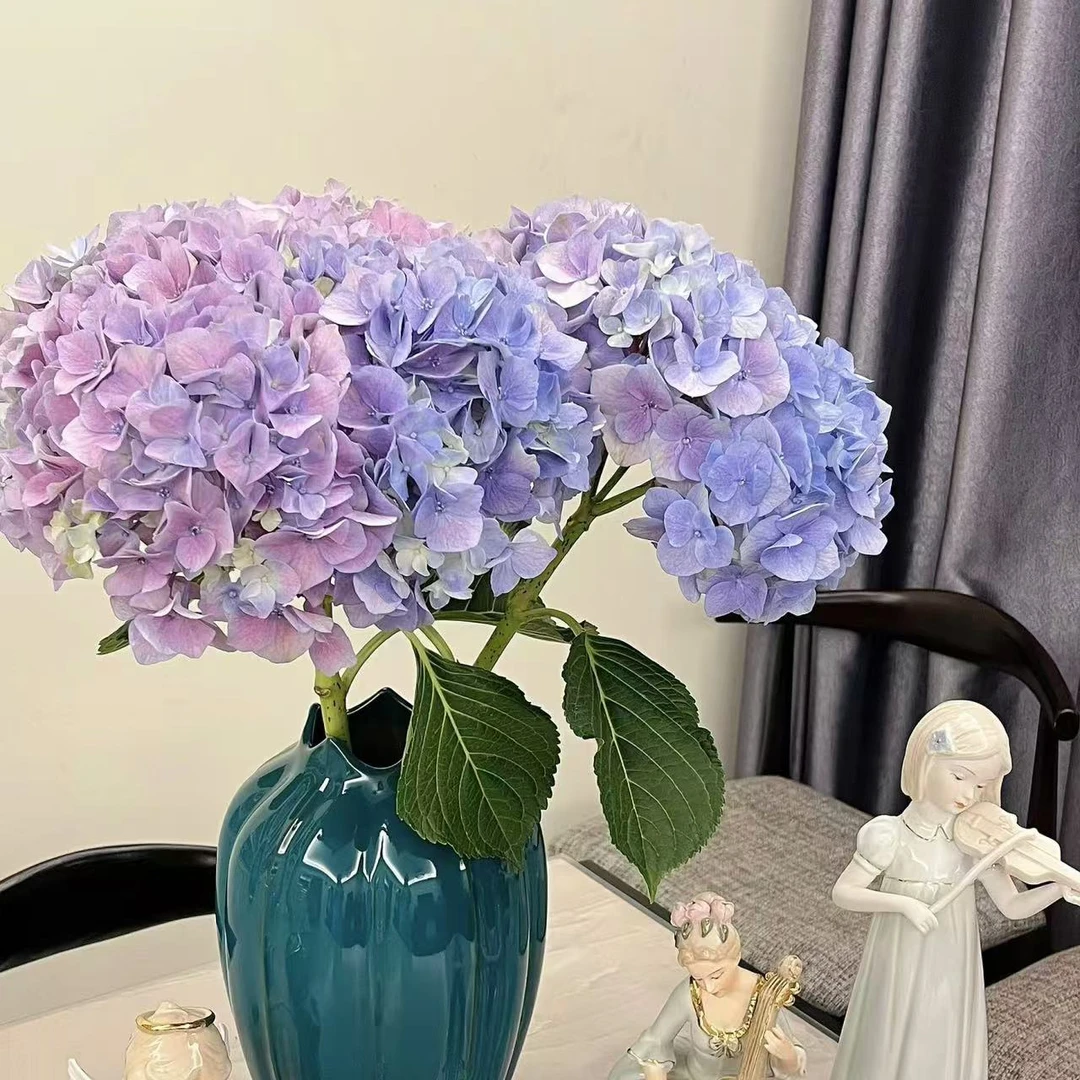 粉紫蓝紫小绣球 任意两单顺丰或京东快递 云南鲜花基地直发