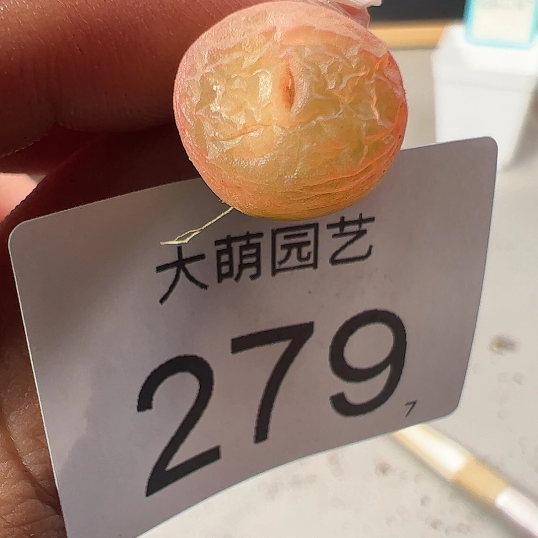 0000279 一物一拍……