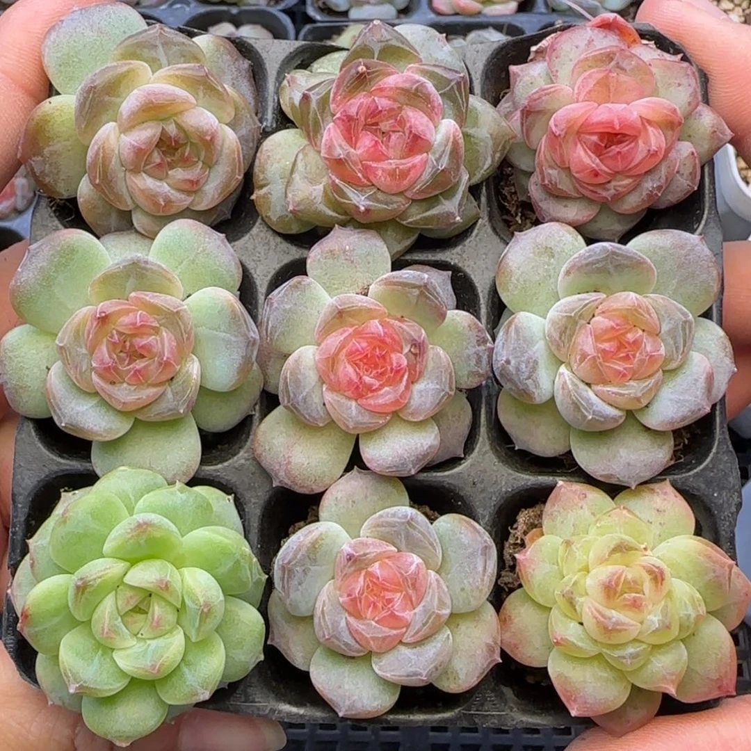 【满20包邮非偏远】355九棵