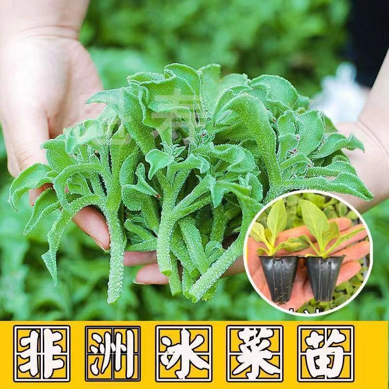 四季水晶冰菜苗大苗冰草秧苗冰菜苗幼苗冰晶菜苗冰菜种子阳台盆栽