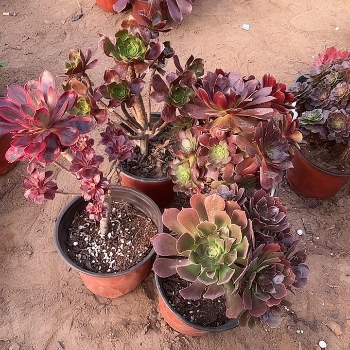 521多肉植物组合瑕疵特价，