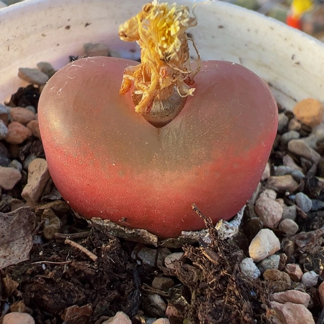 012多肉植物种类多样