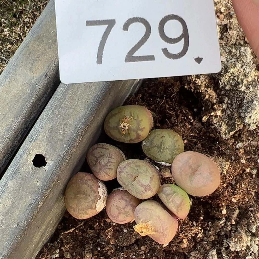 量拍以下2颗。    729