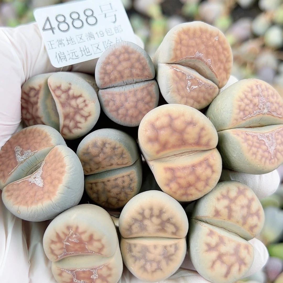 4888 好养易活生石花大母本10个2-2.5cm有老疤有长腿特价