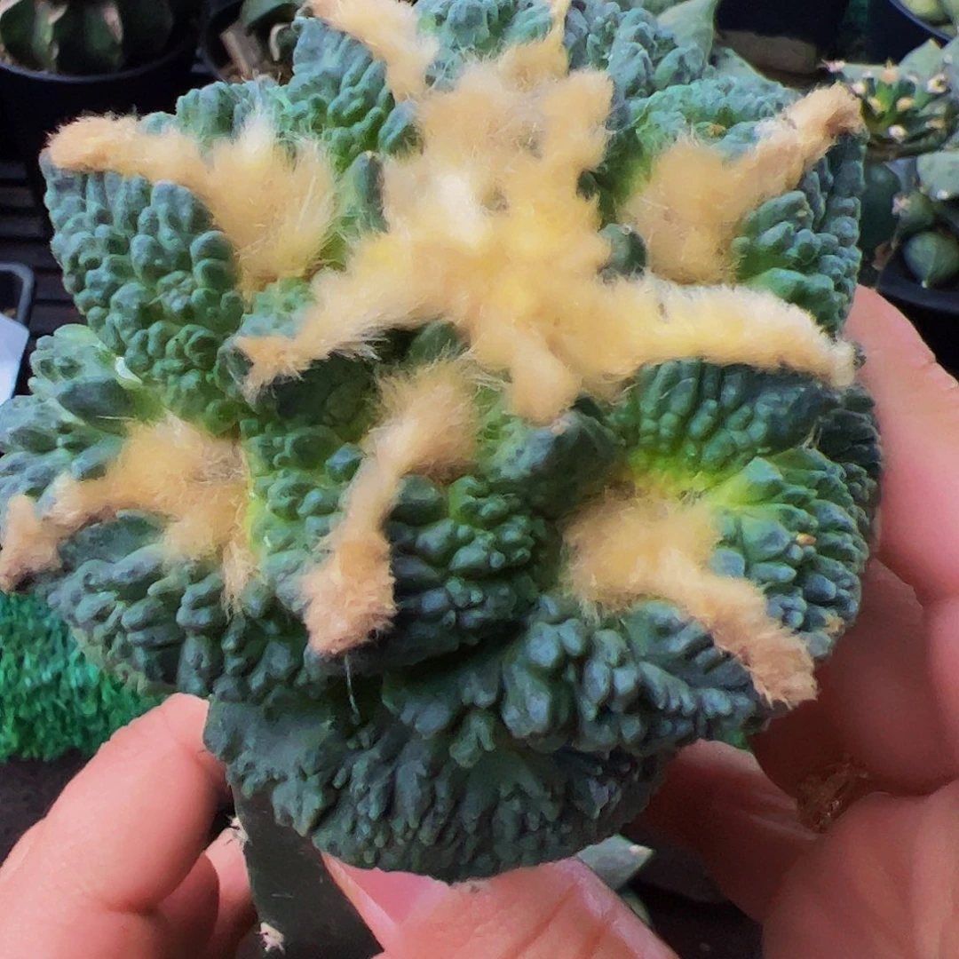 无花朵福利龟甲牡丹787