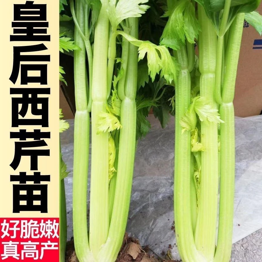 【40棵9块8】西芹苗幼苗秧苗种子皇后大西芹菜苗蔬菜苗四季盆栽
