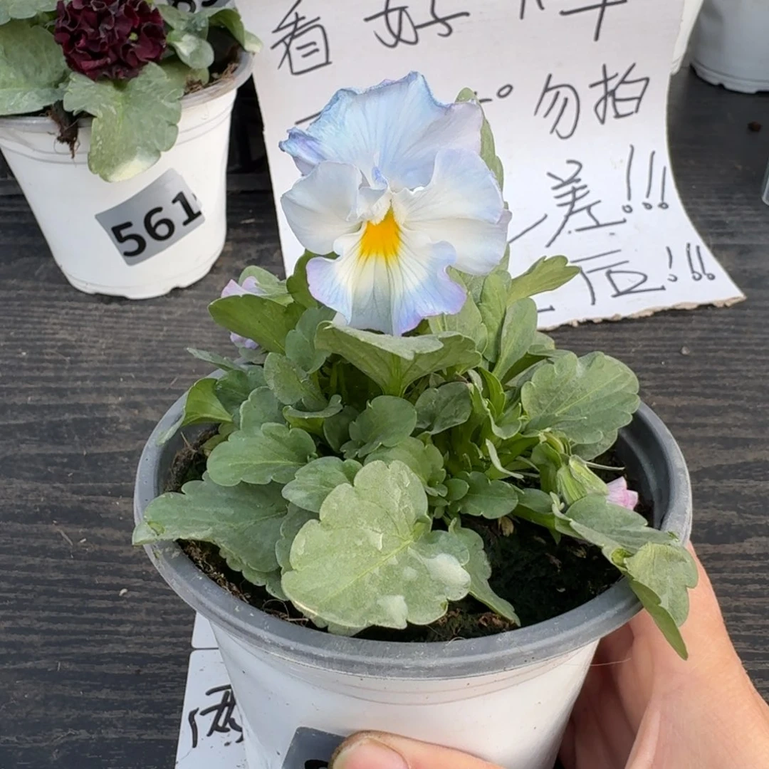 全部花朵880号植田