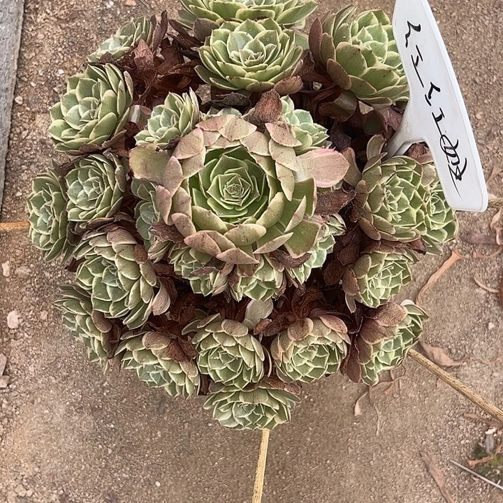 红***）多肉植物粉花妖锦……