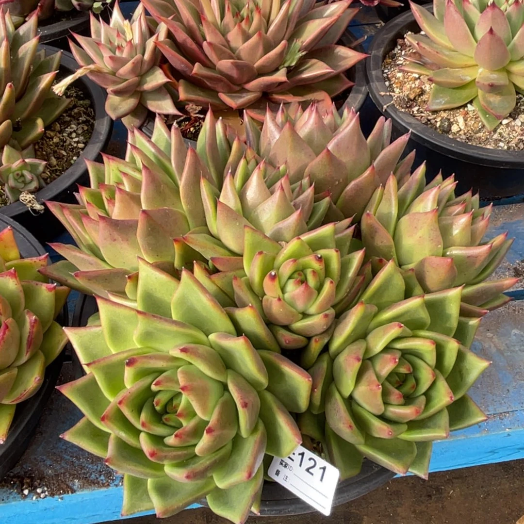 无花朵若如东云单拍E121