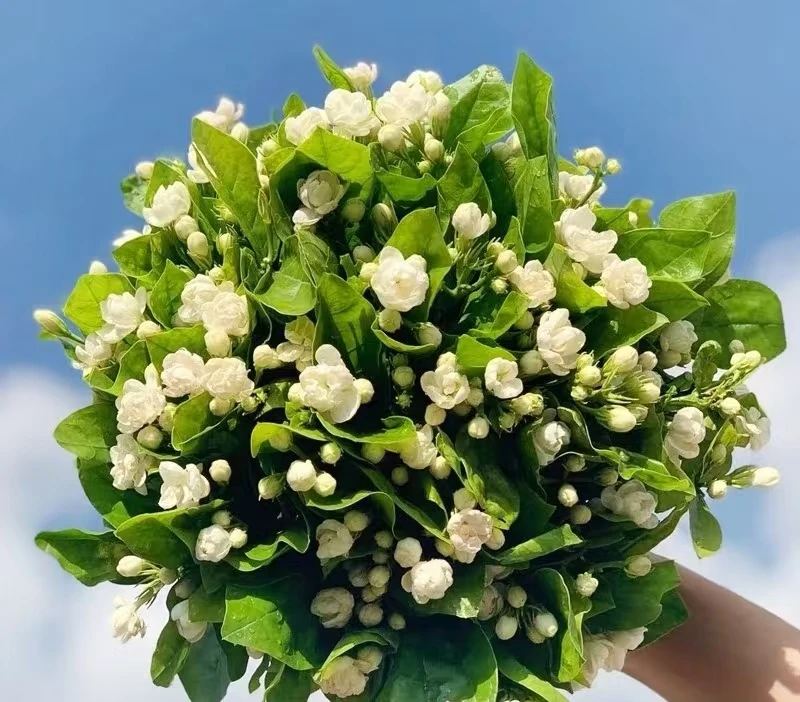 云南昆明基地直发茉莉花