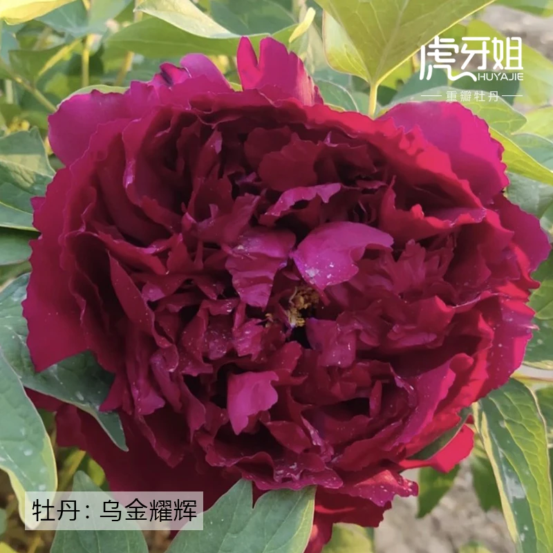 预售【乌金耀辉】裸根重瓣牡丹庭院阳台地栽盆栽耐寒观赏木本趣味春