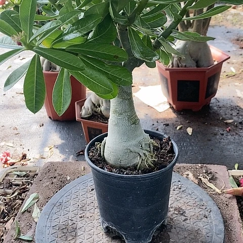 【闪购商品】无花朵往***零