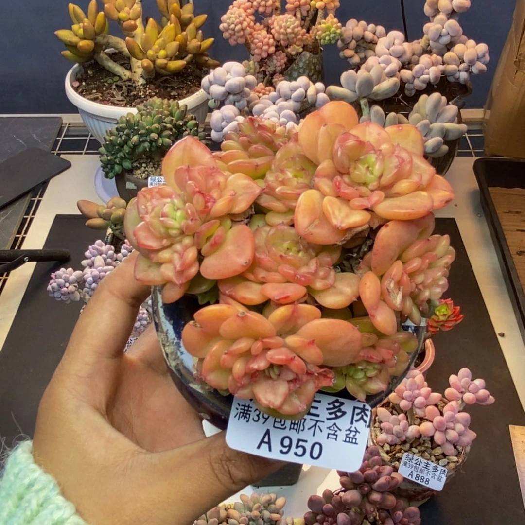 950蜡牡丹多肉8c m