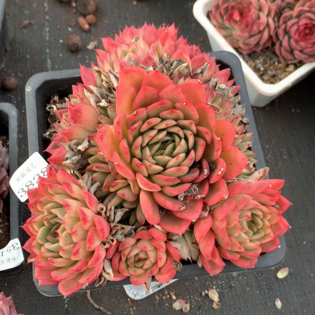 38289杂交多肉植物基地