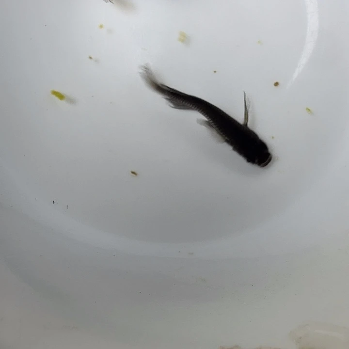 青鳉鱼51号拍品长鳍大蛇