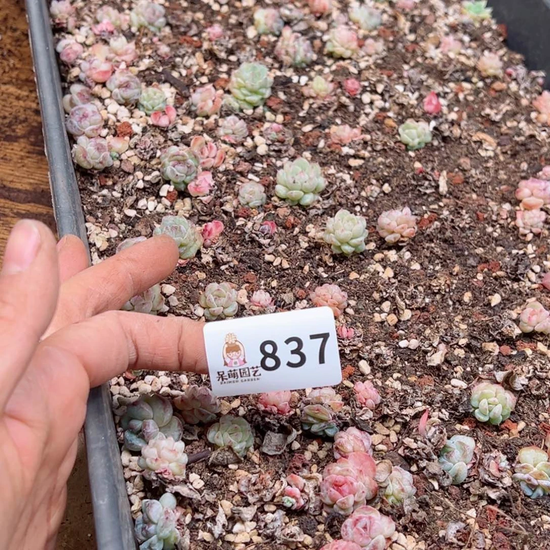 多肉植物多肉植物
