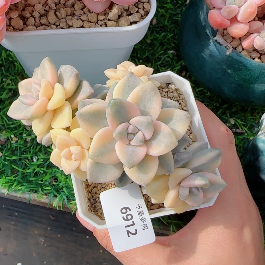 美杏锦，6912多肉植物