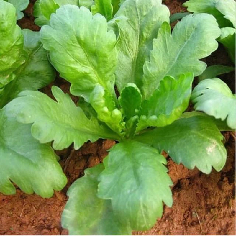 【满5包包邮】茼蒿菜籽大叶茼蒿种子小叶茼蒿菜种大全秋冬季蔬菜