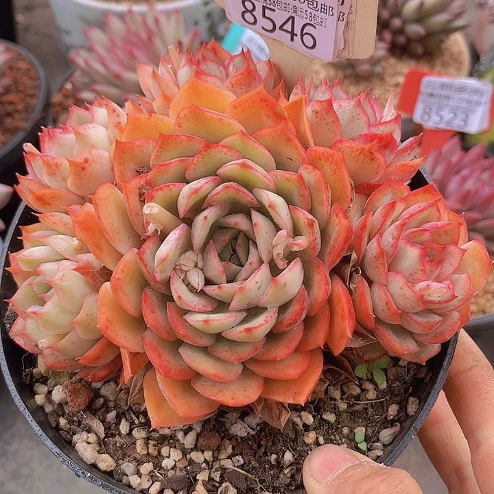 8546艾格利亚。