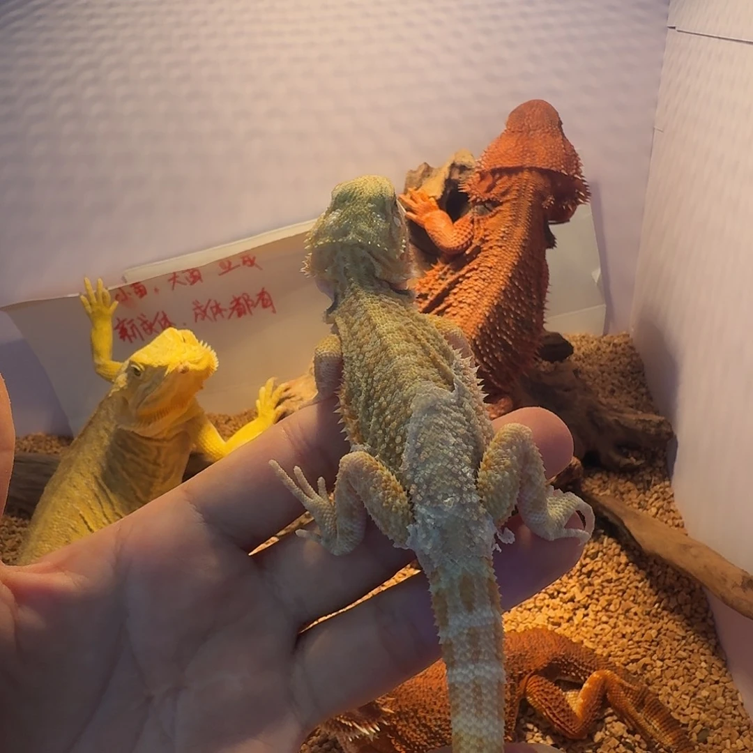 鬃狮蜥柑橘直线 嘴瑕1只