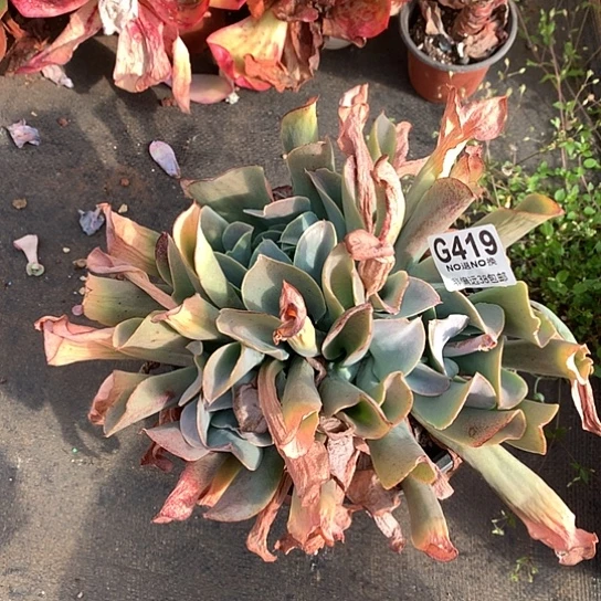 猪鼻子杂白凤419 全场默认微瑕7/8天发货