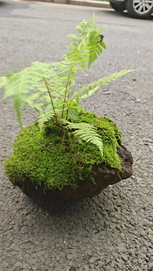 云南天然火山石花盆【一物一拍）好看多用透气