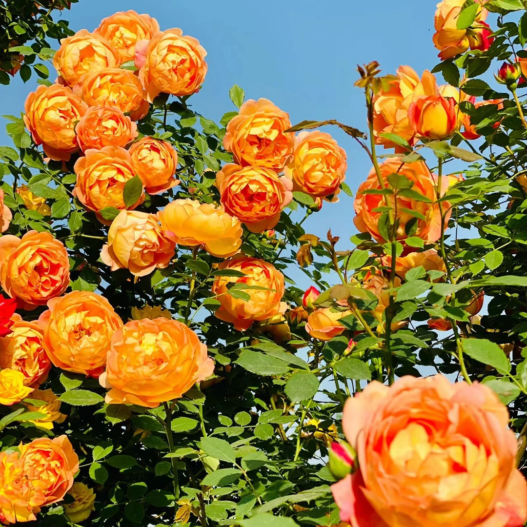 夏洛特夫人爬藤月季地栽盆栽爬藤植物浓香型