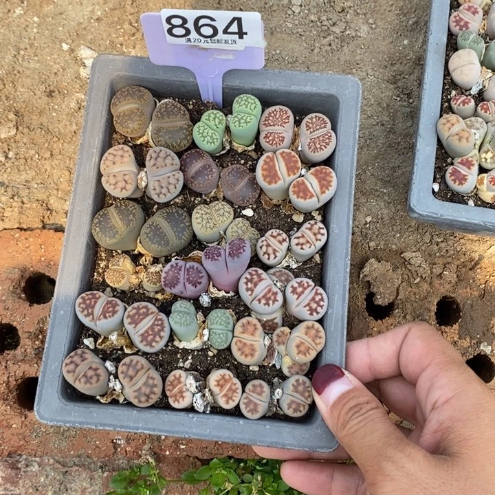 哟****崽生石花等植物864