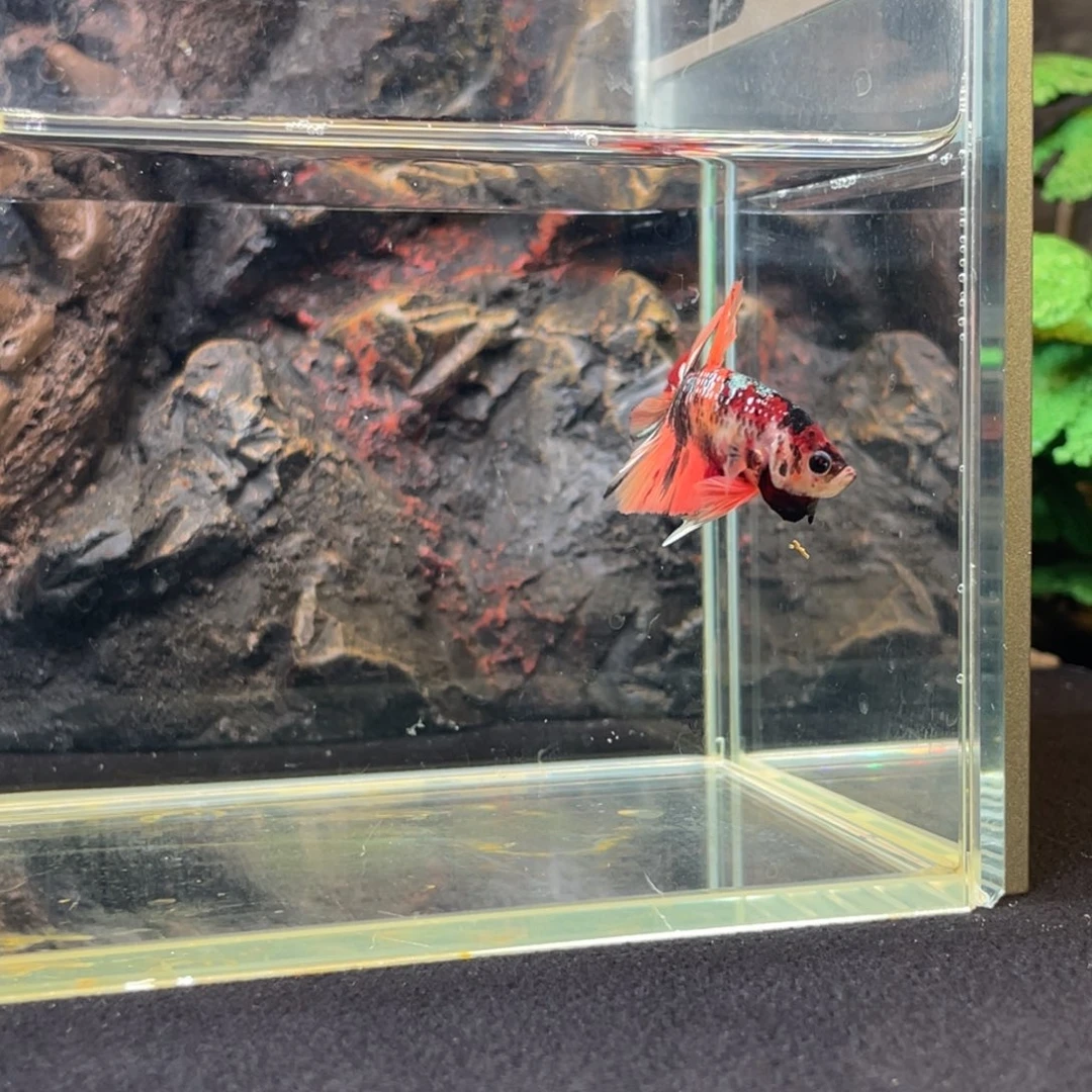 斗鱼鱼次元一月三日竞价