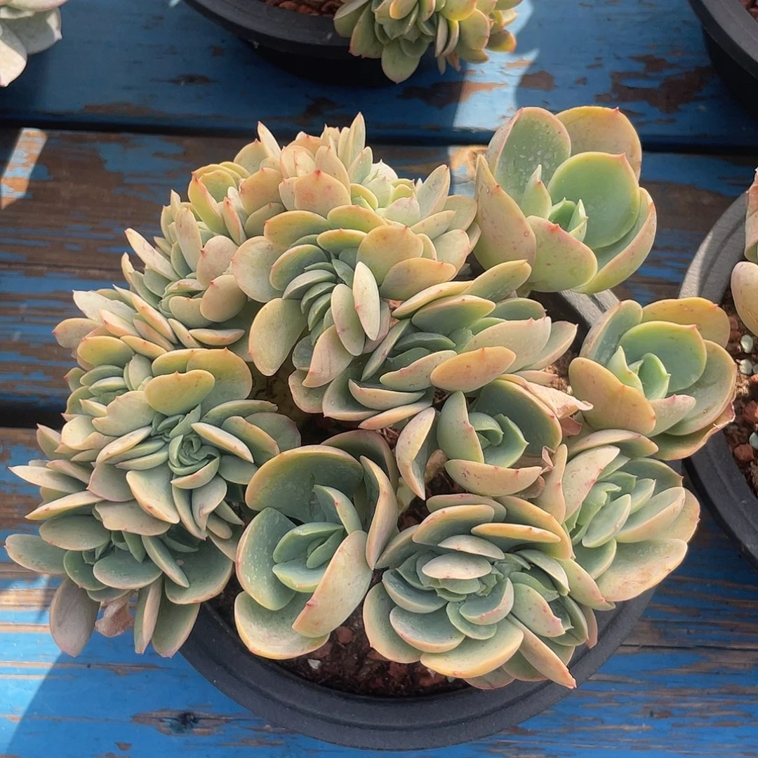 奇兵碧桃缀化多肉