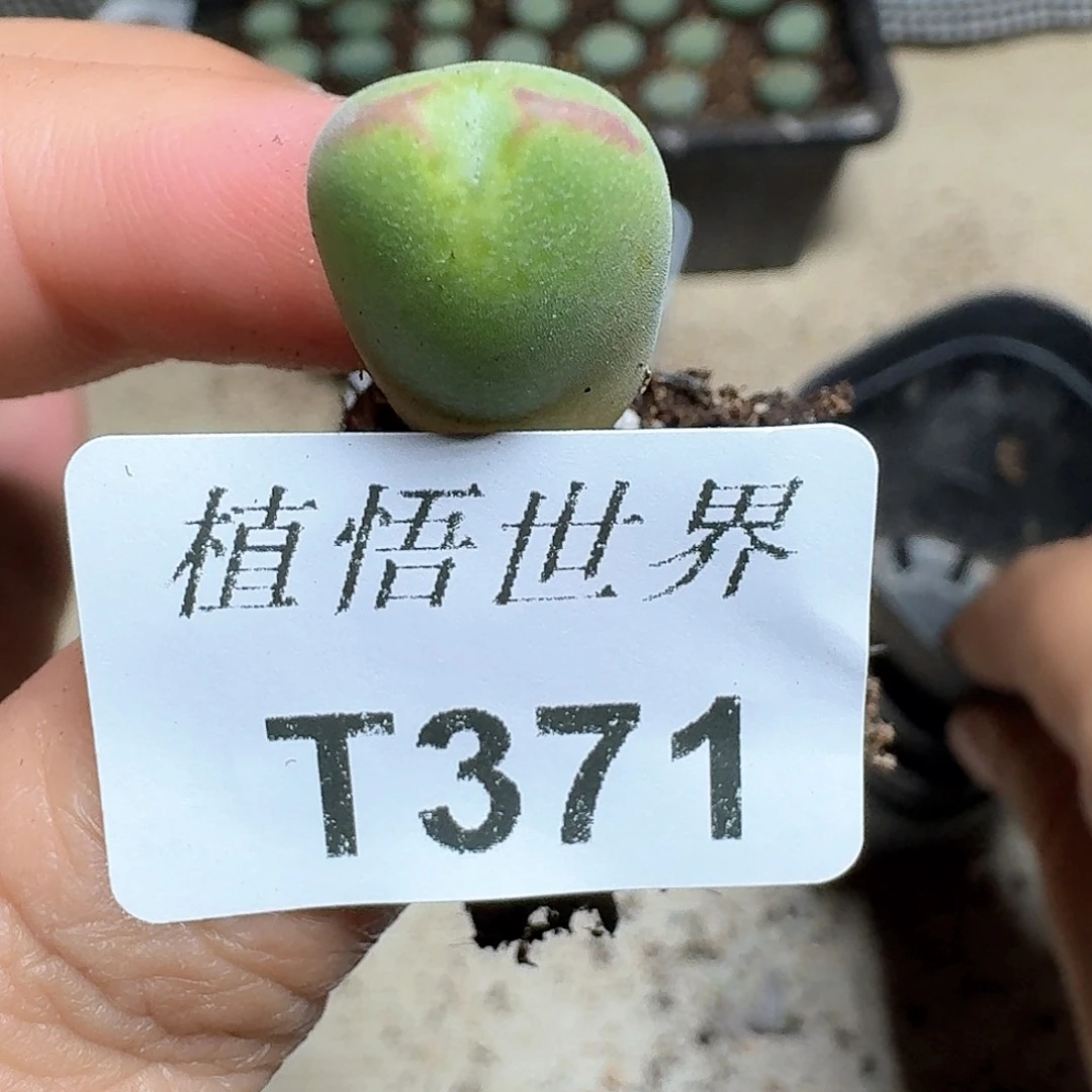 371号多肉植物哇f c