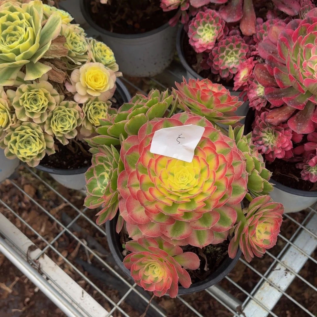 云南海仙好看5和号