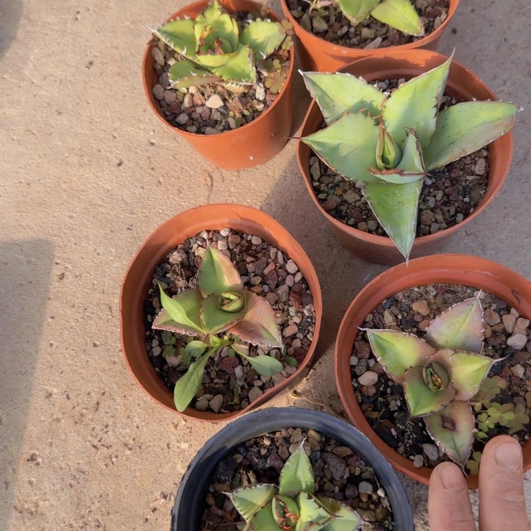 θ块根植物块根植物