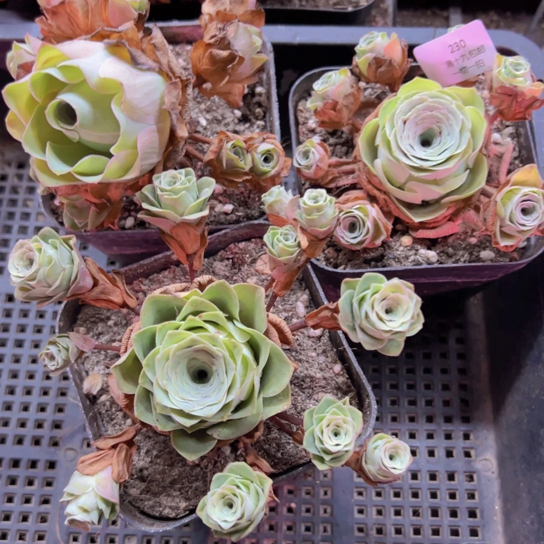230 侧牙掉了不包损无售后