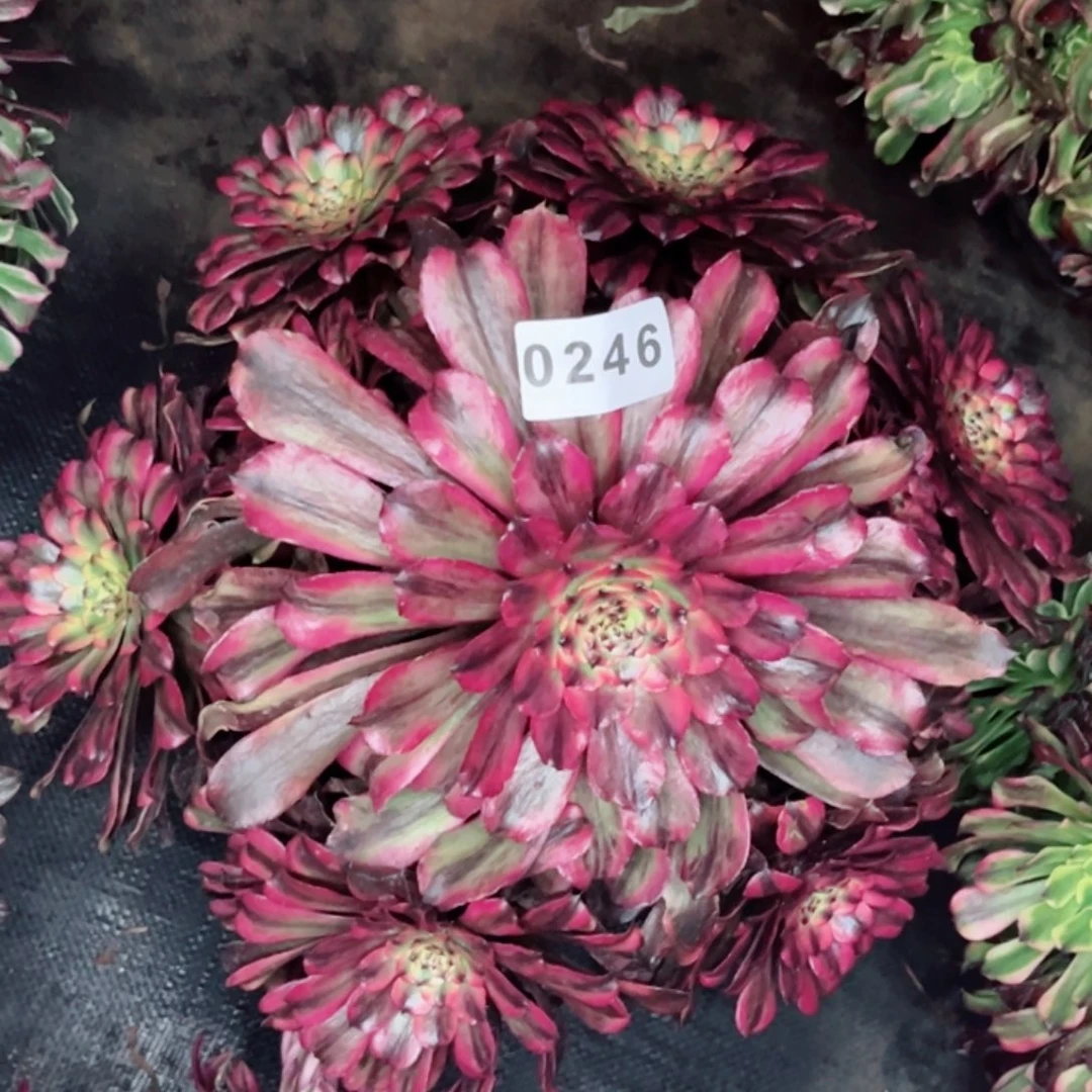 黄花梨老庄不售后