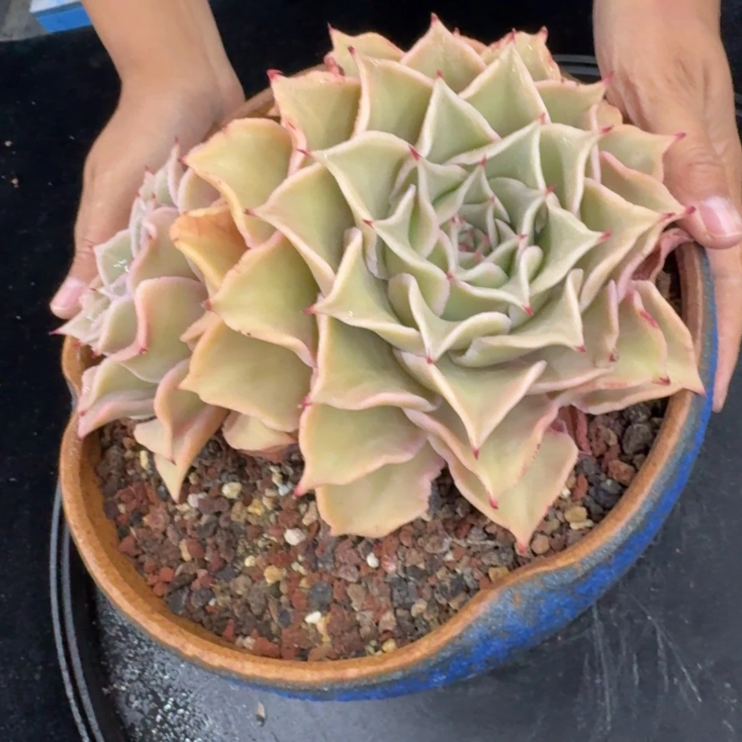 多肉植物多肉植物