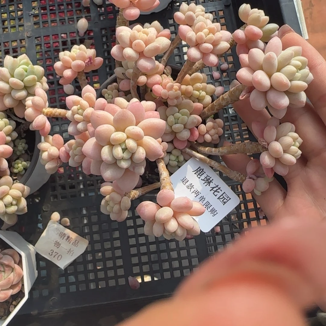 闪购精品多肉639号