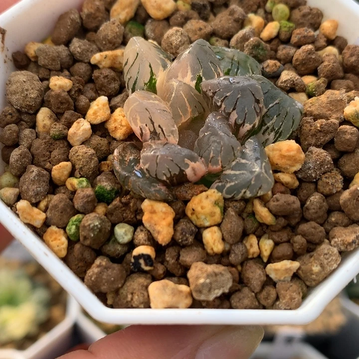 黑水晶玉露锦，带盆
