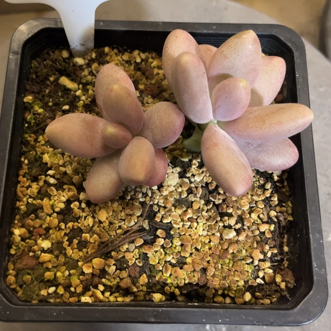 日光灯 双头 尺寸6