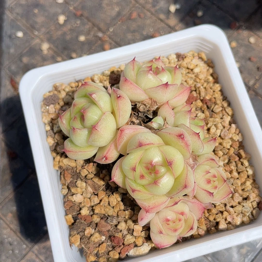 优选麦杆福利003