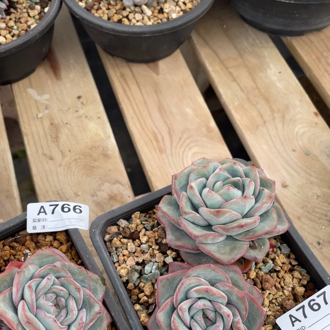 A767静好多肉园艺