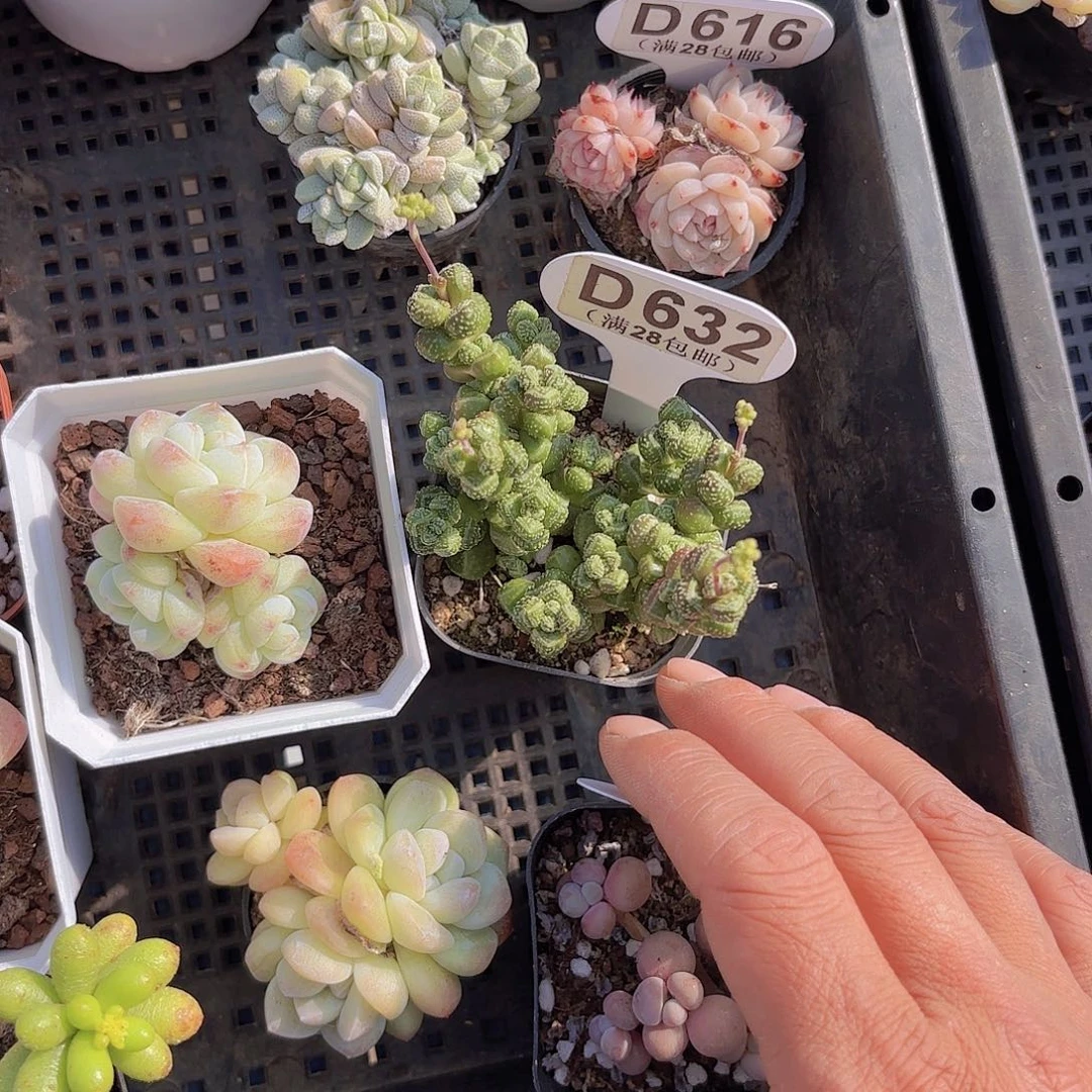 D632不知名一物一拍