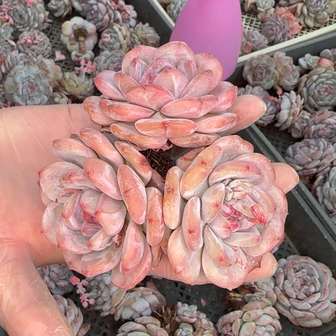 从前慢多肉编号星影