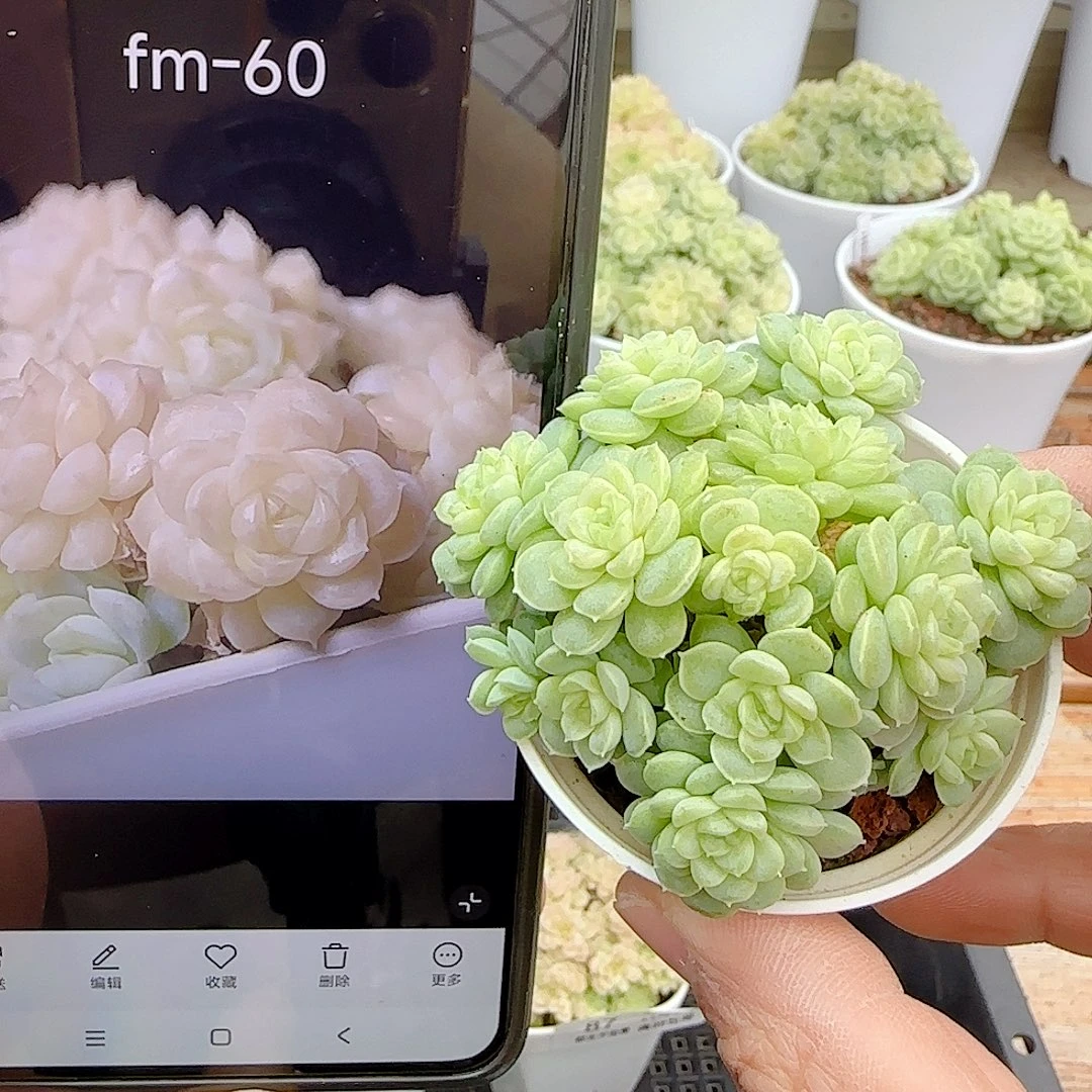 1103-90（fm-60）优选