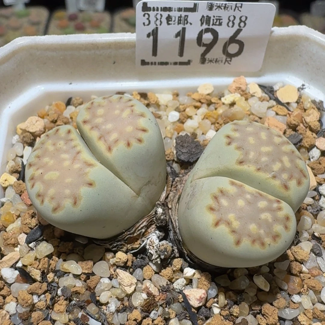 Ssss精品生石花1196