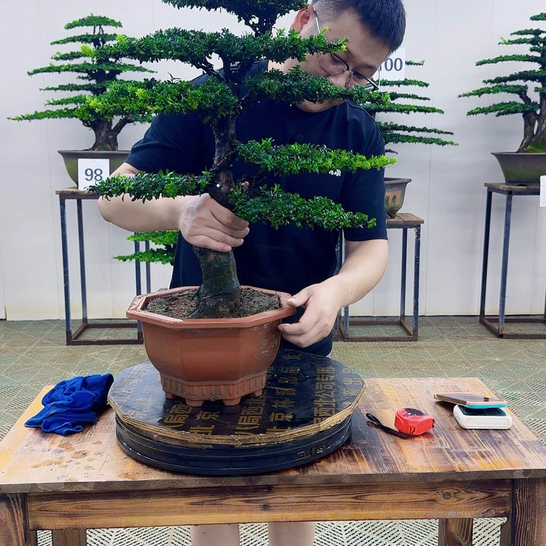 无花朵红芽罗汉松造型盆景塑料盆
