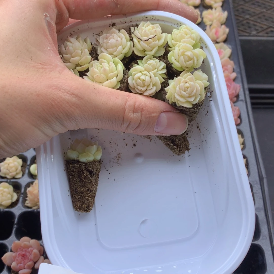 反反复复还是很开心009