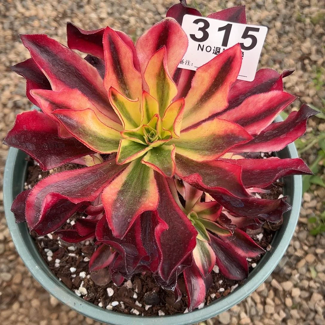 y****?315多肉魅影一个