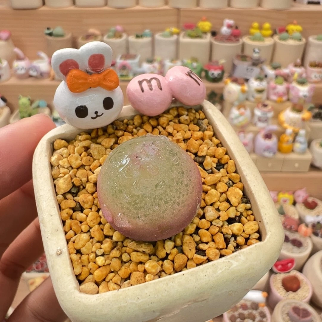 多肉植物19号灯泡