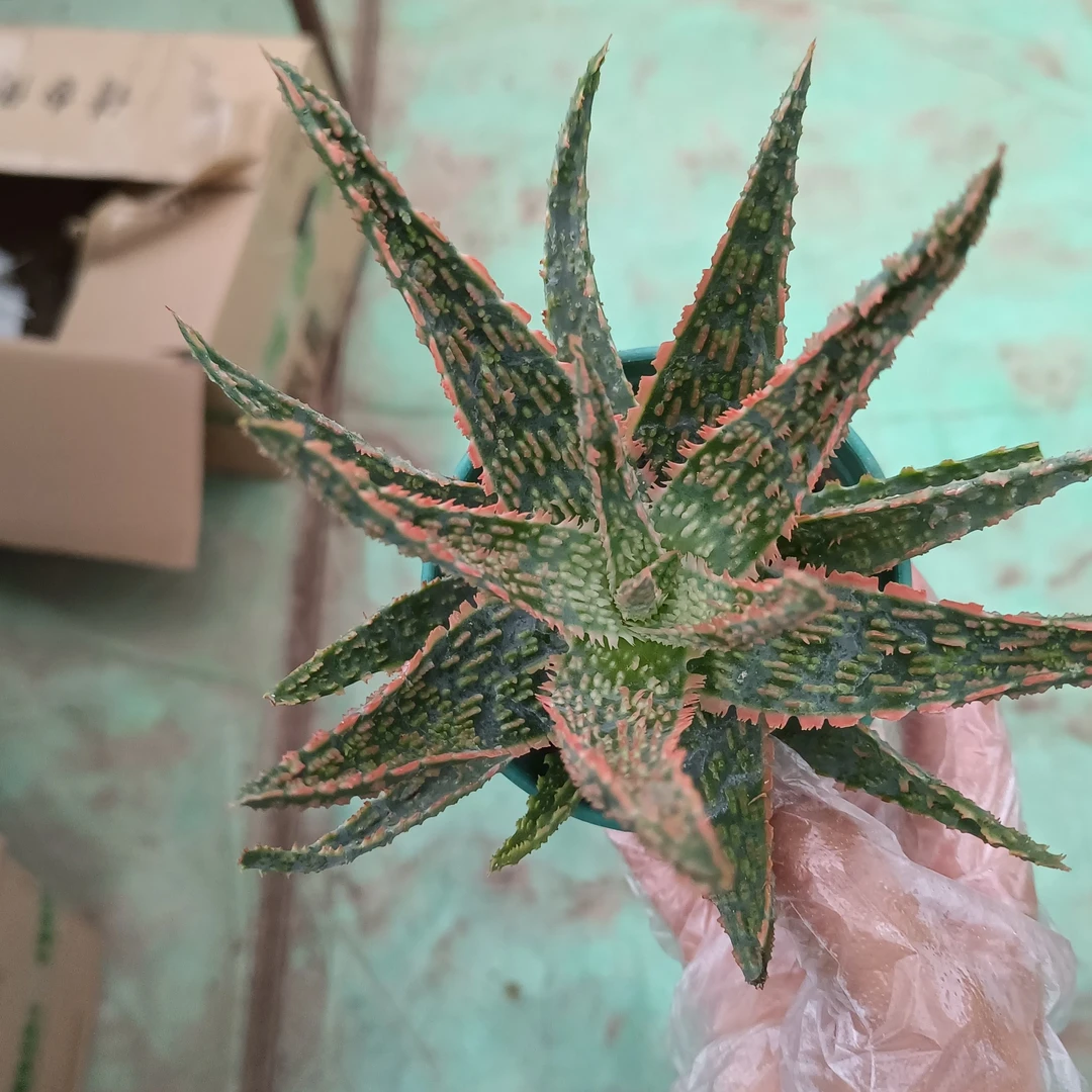 绿植 圣诞芦荟15厘米高左右